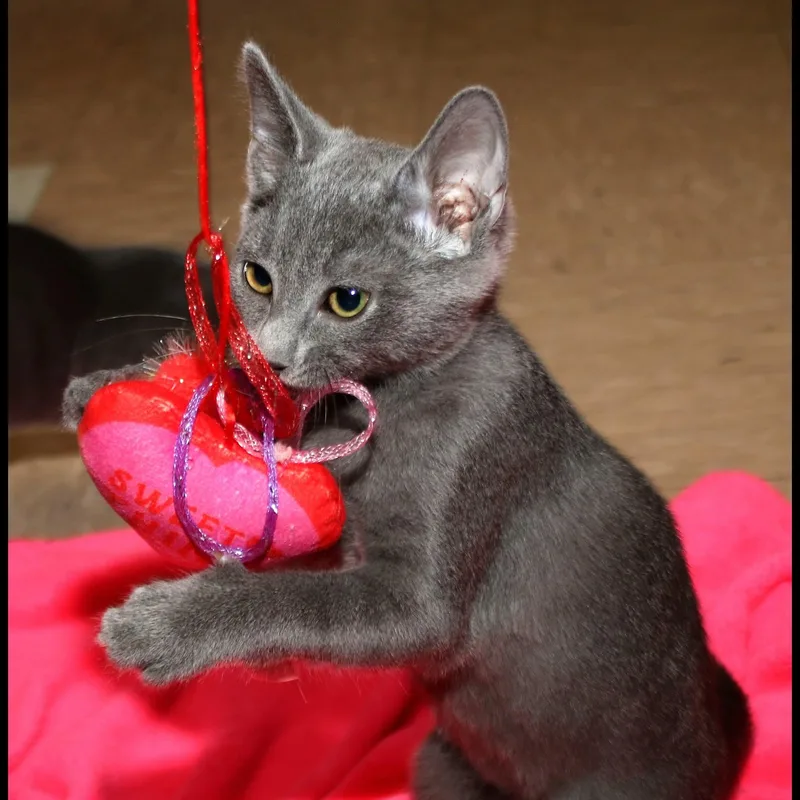 A baby medium-sized male Domestic Short Hair cat named Alex for adoption in Shippenville, PA