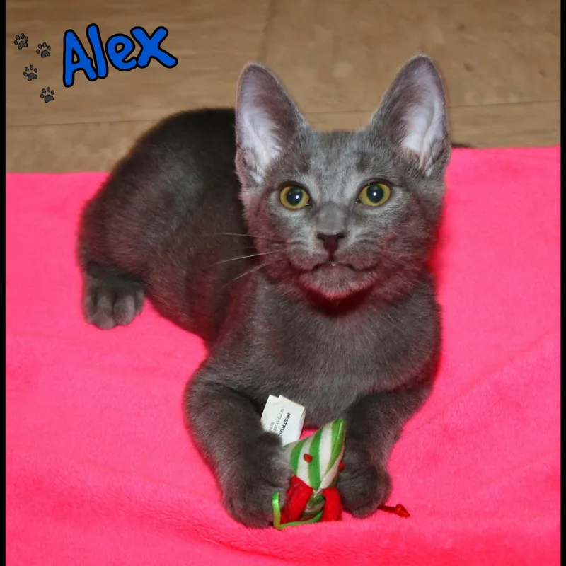 Alex thumbnail 2