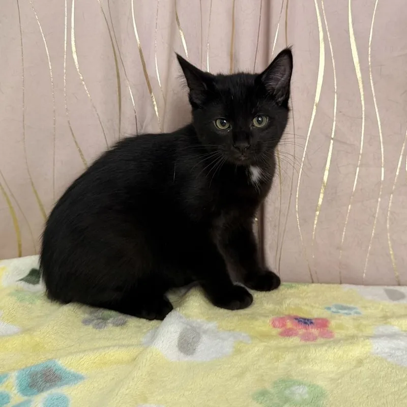 A baby medium-sized male Black Domestic Short Hair cat named Shortie for adoption in Long Beach, MS