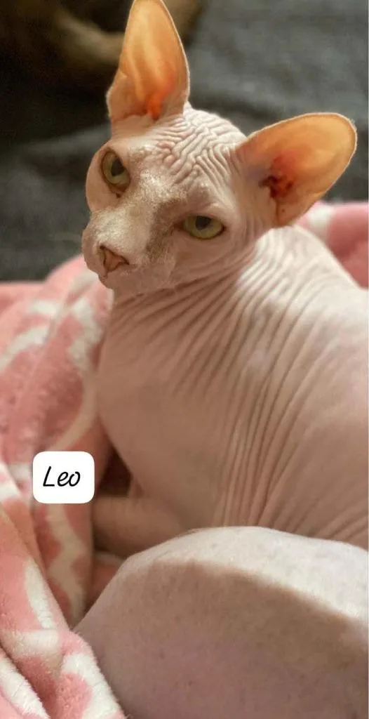 An adult large-sized male Sphynx / Hairless Cat cat named Leo for adoption in San Jacinto, CA