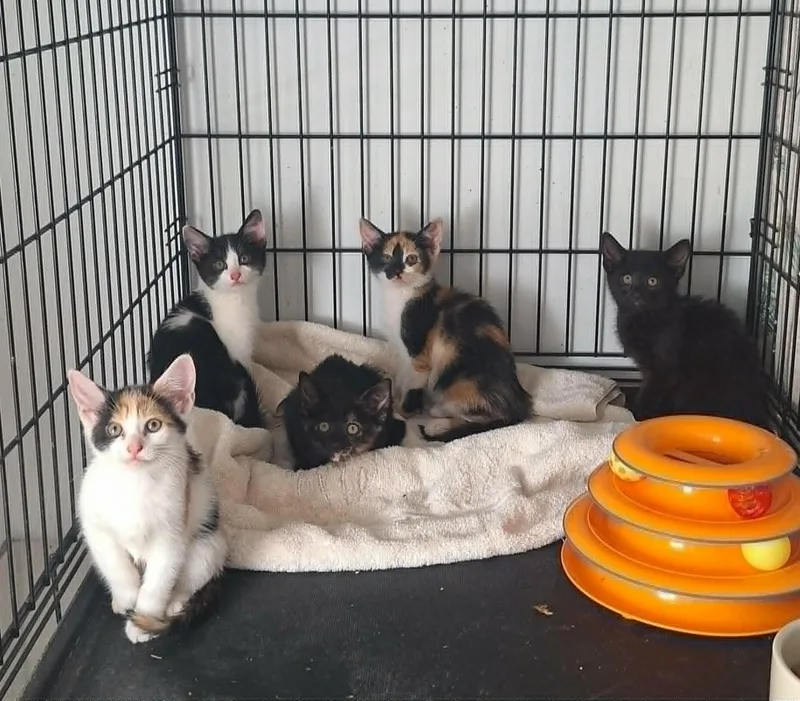 A baby medium-sized female Black & White / Tuxedo Domestic Short Hair cat named The K Crew for adoption in BUTLER, PA