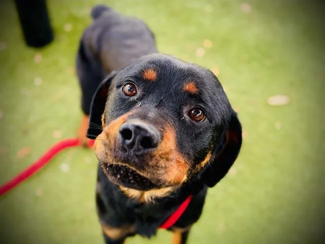 A young large-sized male Rottweiler dog named Chase for adoption in Orlando, FL