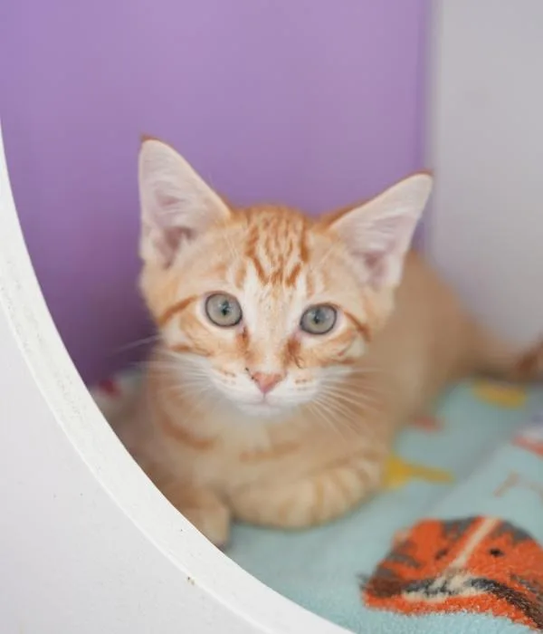 A young medium-sized male Tabby (Orange / Red) Domestic Short Hair cat named Hal for adoption in Marietta, GA