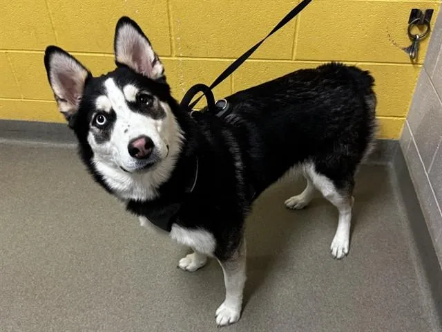 A young large-sized female Siberian Husky dog named Po Aka Morticia for adoption in Colorado Springs, CO
