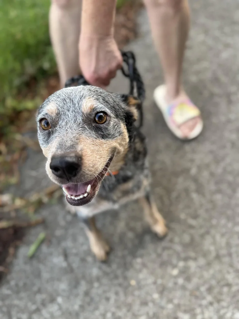 A young medium-sized female Australian Cattle Dog / Blue Heeler dog named Neeta chipmunk mom for adoption in Holly Springs, NC