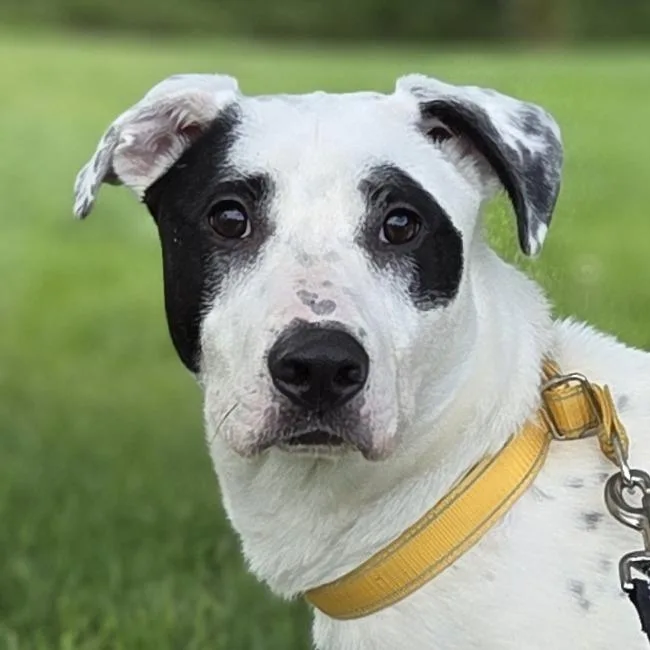A young medium-sized male White / Cream Pit Bull Terrier dog named Kaden for adoption in Pittsford, VT
