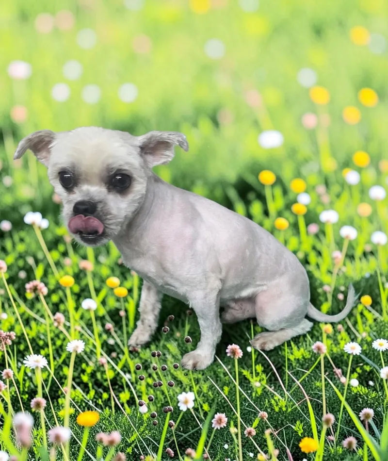 Yoda thumbnail 5