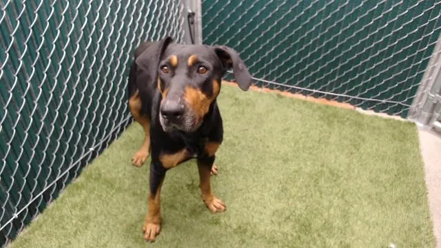 An adult large-sized male Doberman Pinscher dog named Bentley for adoption in Downey, CA