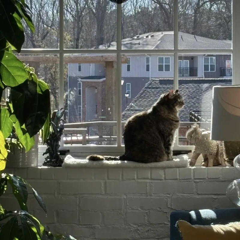 A young large-sized female Brown / Chocolate Domestic Short Hair cat named Petunia for adoption in Raleigh, NC