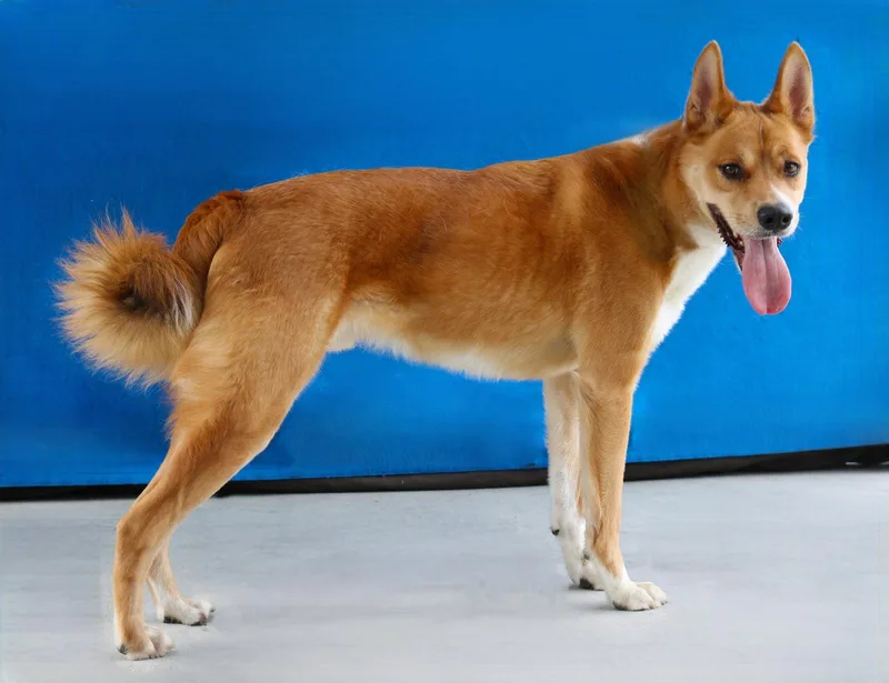 An adult medium-sized male Carolina Dog dog named Pio for adoption in Pasadena, CA