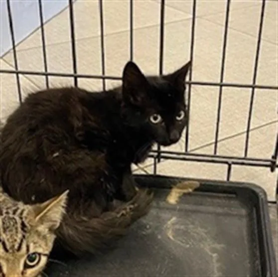 A baby small-sized female Domestic Short Hair cat named Licorice for adoption in Rancho Cucamonga, CA