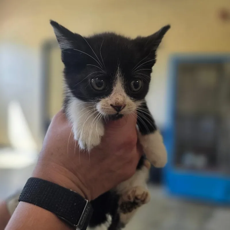 A baby small-sized female Black Domestic Short Hair cat named Jolly Rancher for adoption in Corinth, MS