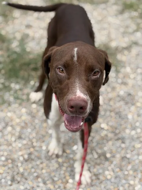A young large-sized male Labrador Retriever dog named Jaeger for adoption in Augusta, GA