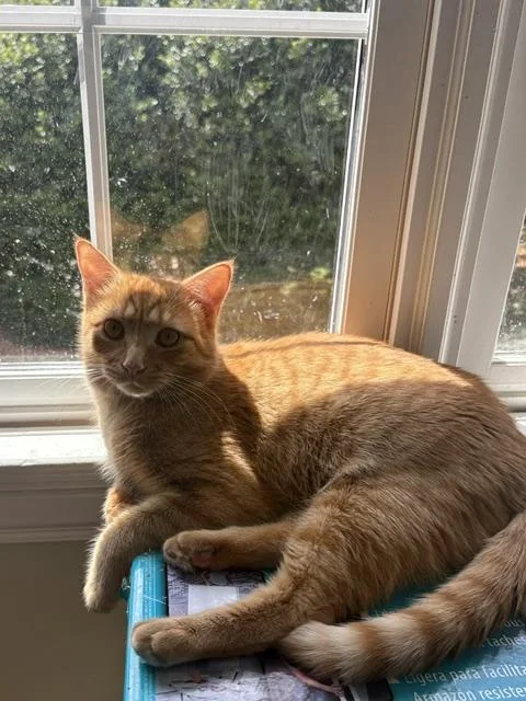 A baby large-sized male Domestic Short Hair cat named CP  NC Cheddar for adoption in Hazlet, NJ