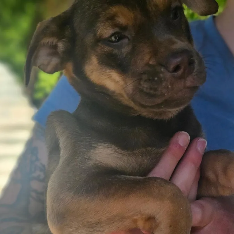 A baby medium-sized female Brown / Chocolate Chocolate Labrador Retriever dog named Cadbury for adoption in Gloucester, VA