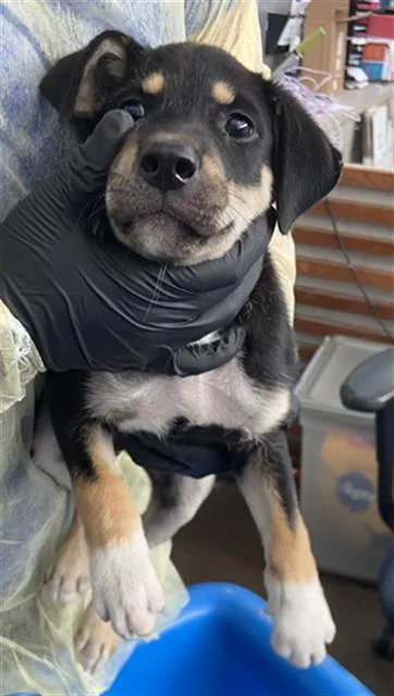 A baby large-sized male Mixed Breed dog named Simion for adoption in Dallas, TX