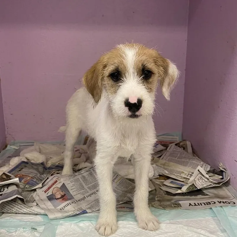 A baby medium-sized female White / Cream Mixed Breed dog named Popper for adoption in Jefferson city, TN