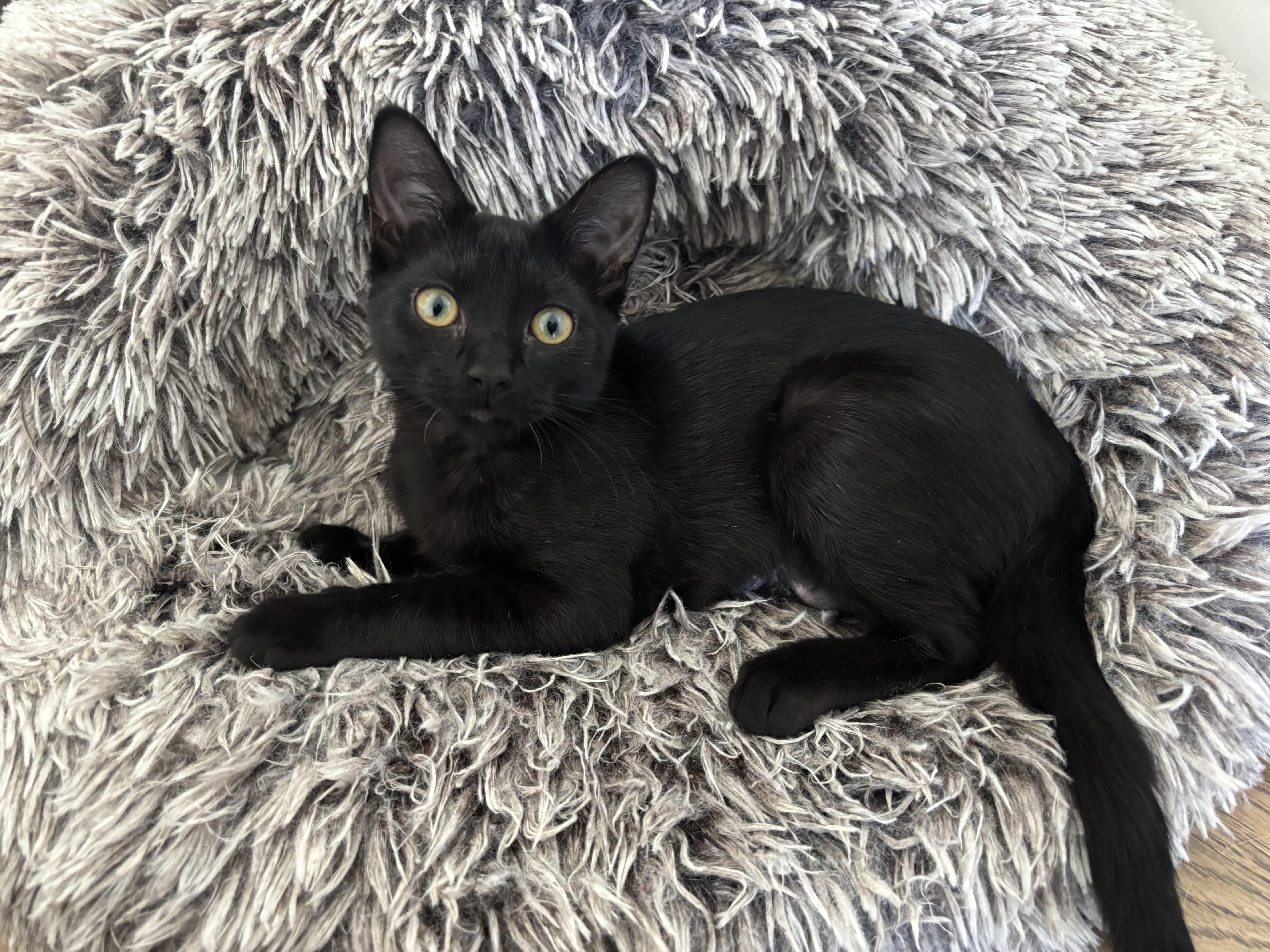 A baby small-sized female Black Domestic Short Hair cat named Lampy for adoption in Nashville, TN