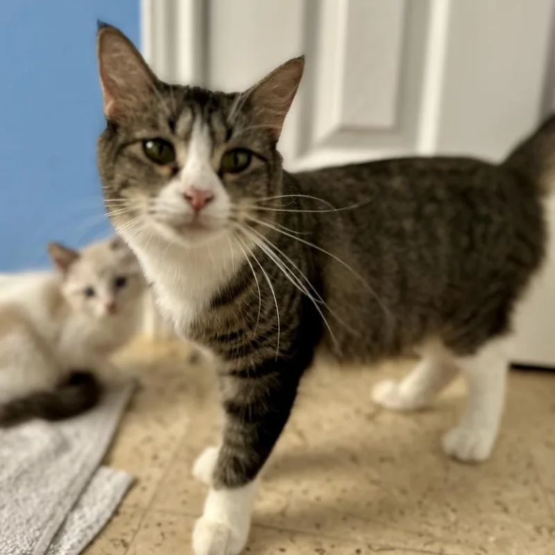 A young small-sized female Brown / Chocolate Domestic Short Hair cat named Gabby for adoption in Houston, TX