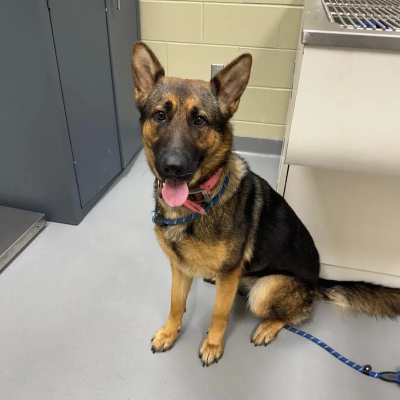 A young large-sized female Black Mixed Breed dog named Straywoodrufffarmrd for adoption in Columbus, GA
