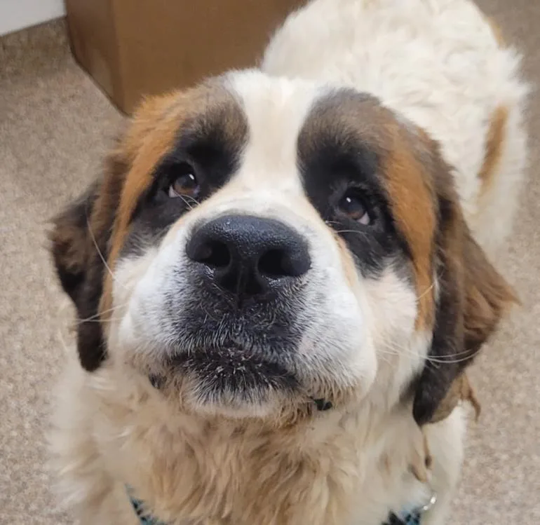 An adult large-sized female Saint Bernard dog named Isis for adoption in Albuquerque, NM