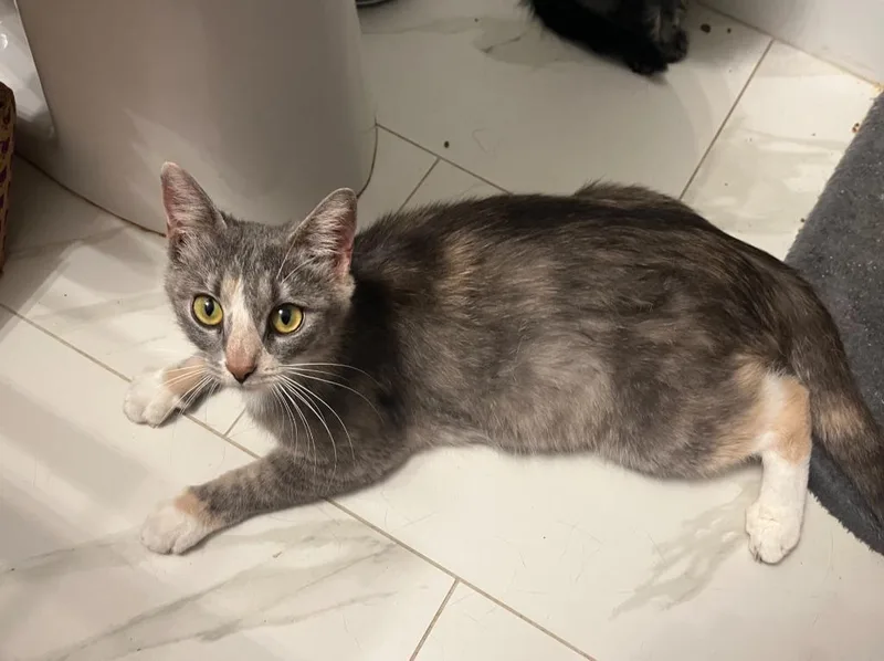 A young small-sized female Domestic Short Hair cat named Gracie for adoption in Darien, GA