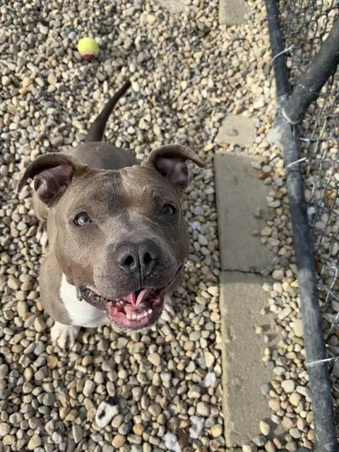 An adult medium-sized female Pit Bull Terrier dog named Daisy for adoption in Indianapolis, IN