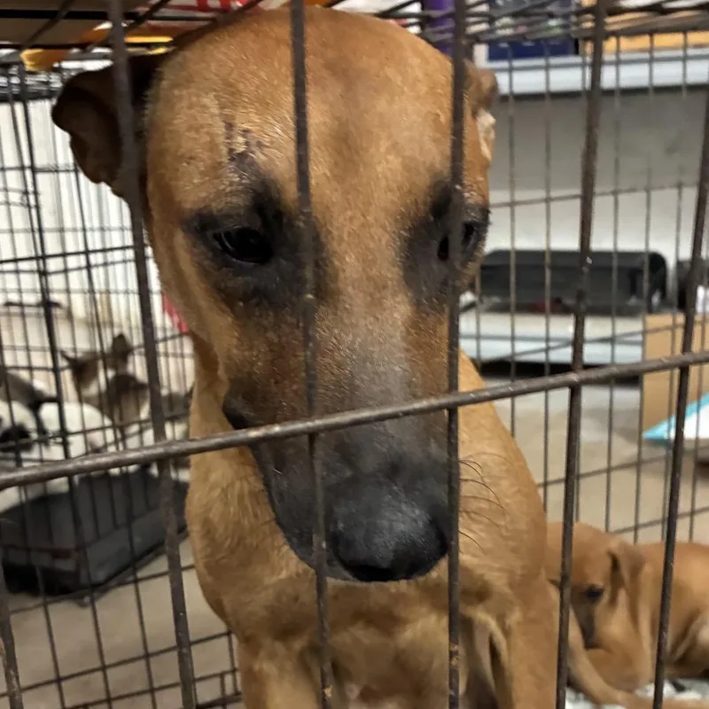 An adult medium-sized female Red / Chestnut / Orange Shepherd dog named Gru for adoption in Edinburg, TX