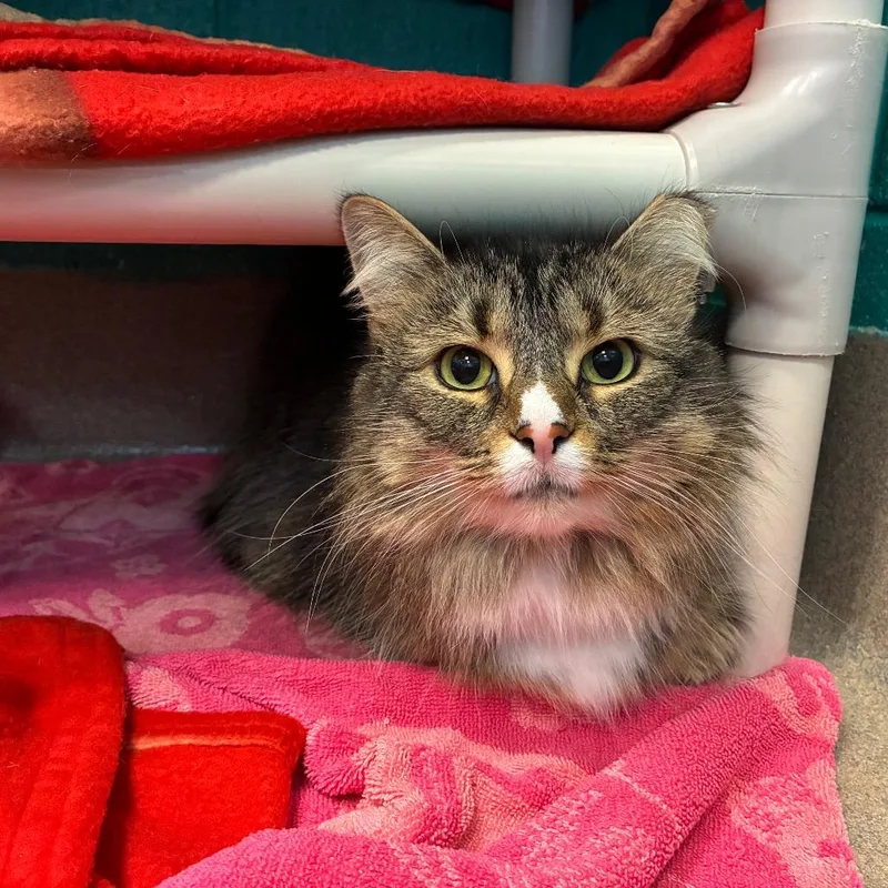 A senior large-sized female Brown / Chocolate Domestic Medium Hair cat named Echo  Bonded To for adoption in Fredericksburg, VA