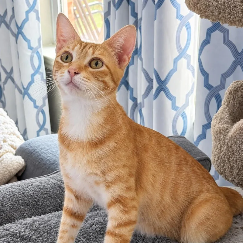 An adult medium-sized female Orange / Red Domestic Short Hair cat named Brie for adoption in Flower Mound, TX