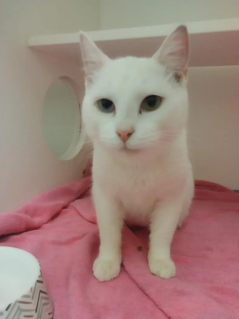 A young small-sized male Domestic Short Hair cat named Fatima for adoption in Oxford, NC
