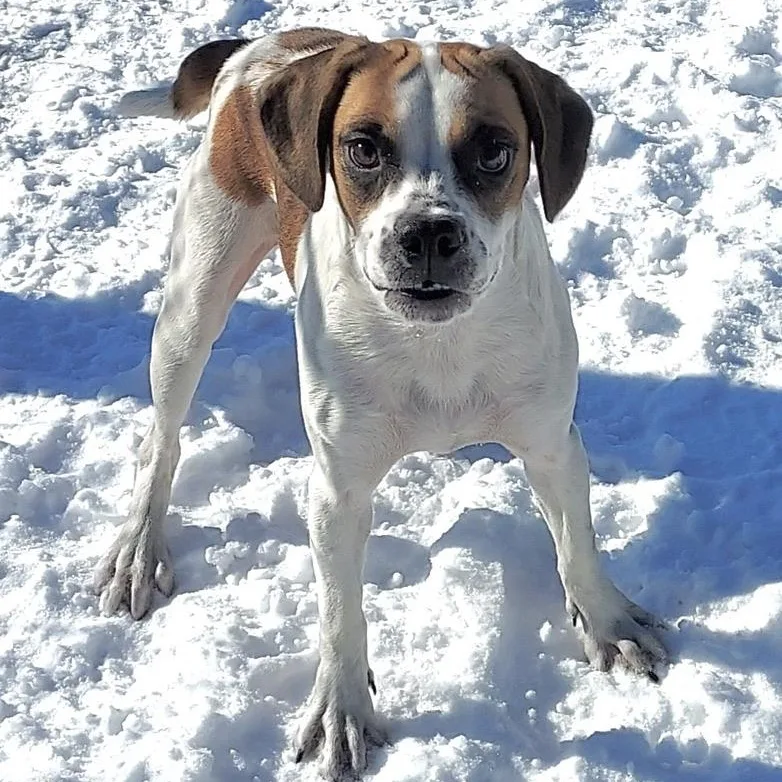 A young medium-sized male Brown / Chocolate Beagle dog named Skibidiah for adoption in Park Rapids, MN