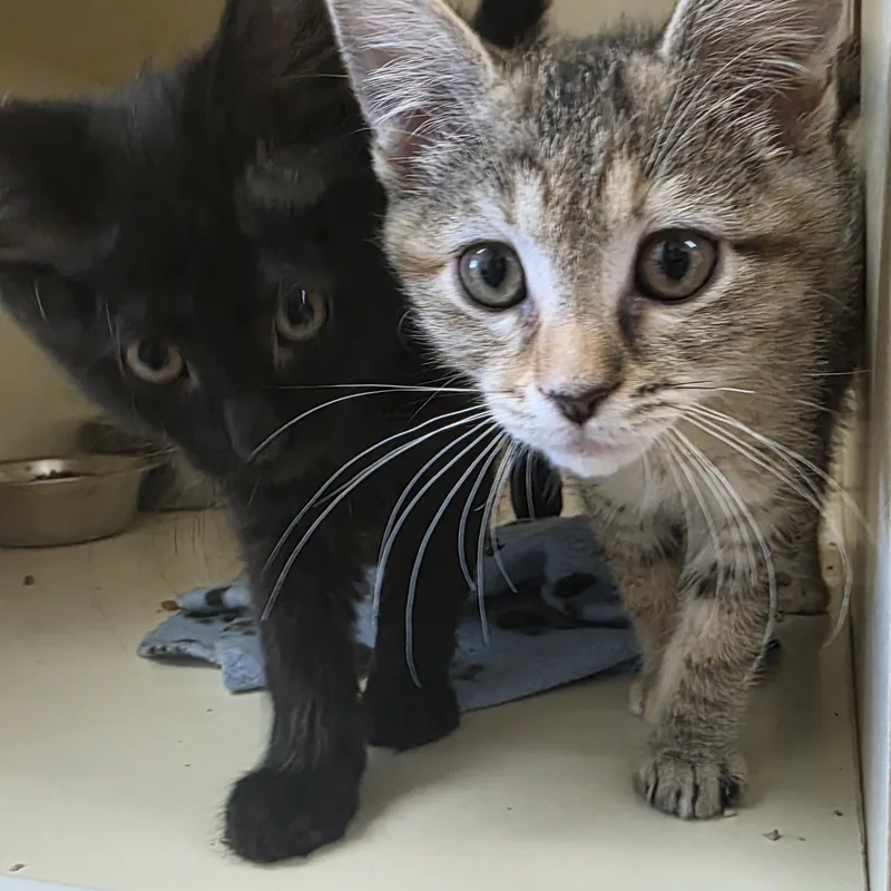 A young medium-sized female Domestic Short Hair cat named Cd for adoption in Ridgecrest, CA