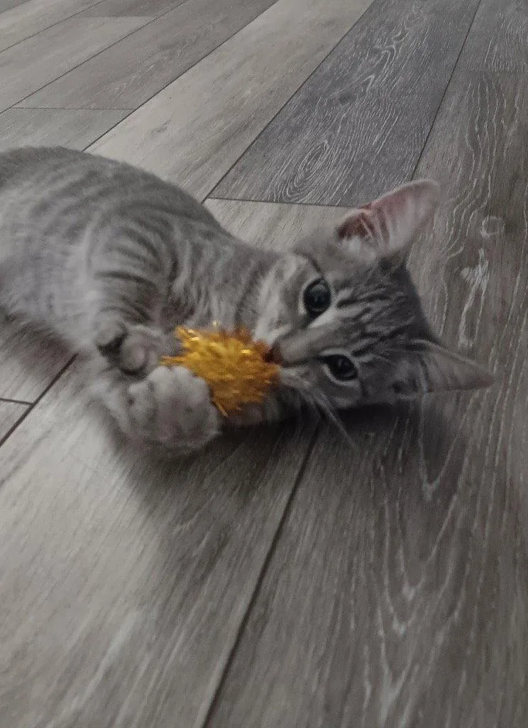 Pepper thumbnail 2