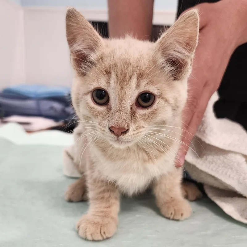 A baby small-sized male Buff / Tan / Fawn Domestic Short Hair cat named Plato for adoption in Middletown, NY