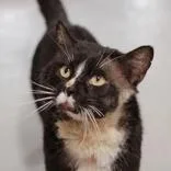 A senior medium-sized male Black & White / Tuxedo Domestic Short Hair cat named Shelley for adoption in Hilliard, OH