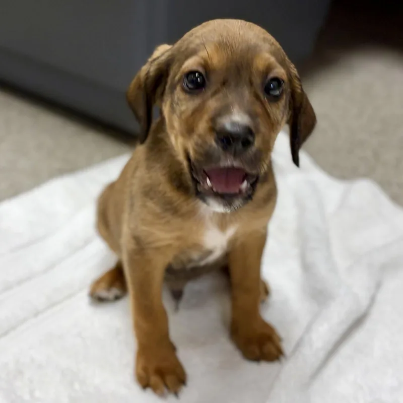 A baby medium-sized male English Springer Spaniel dog named Kona for adoption in Whitehall, PA