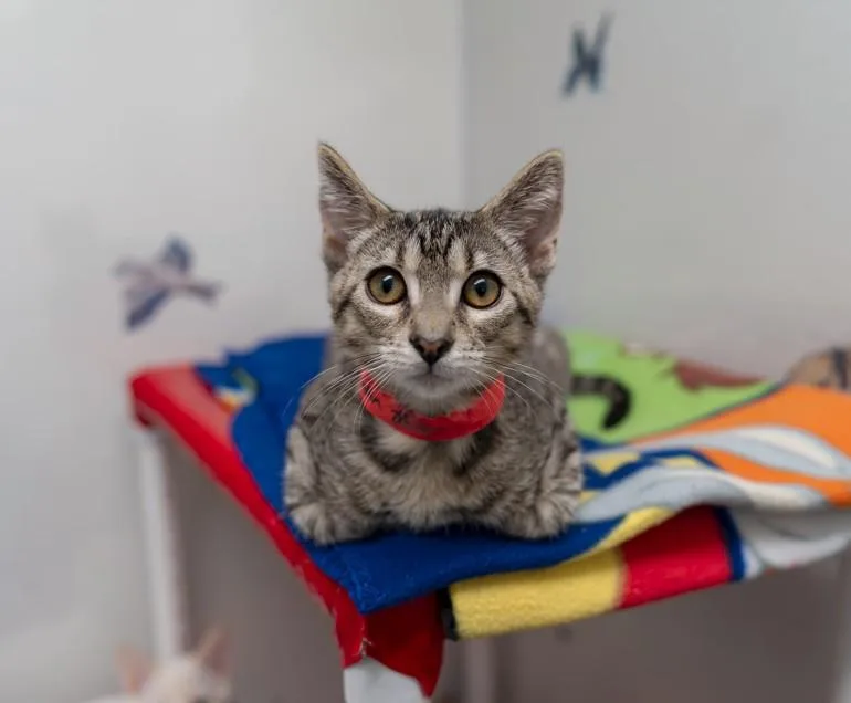 A baby small-sized female Domestic Short Hair cat named Miss Molly for adoption in Hayward, CA