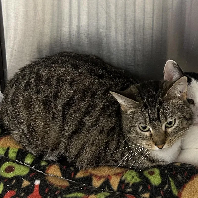 A young medium-sized female Brown / Chocolate Domestic Short Hair cat named Sasha for adoption in Hannibal, MO