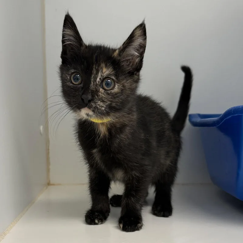 A baby small-sized female Black Domestic Short Hair cat named Dimples for adoption in Oakland, CA