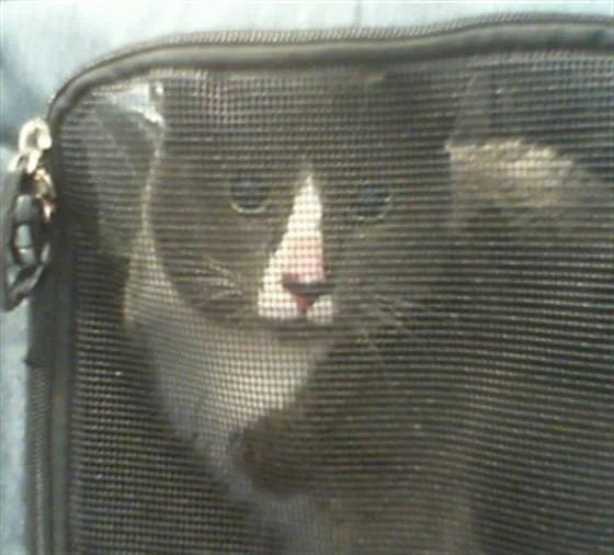 An adult medium-sized male Domestic Short Hair cat named Smoke for adoption in Charlotte, NC