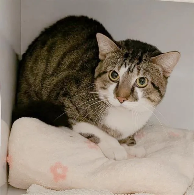 A young medium-sized male Domestic Short Hair cat named Scrappy for adoption in Canfield, OH