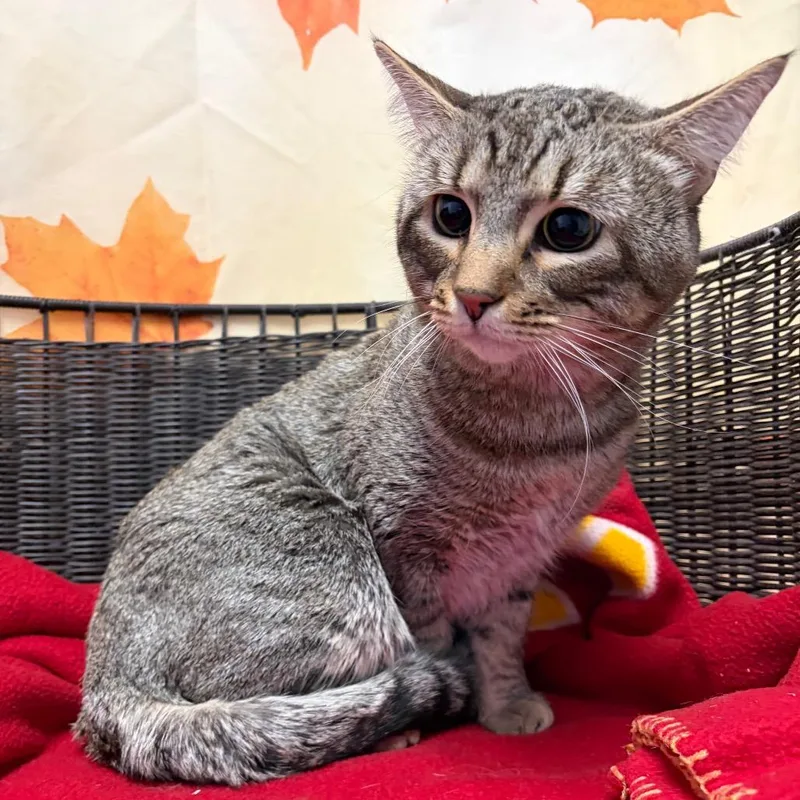An adult large-sized male Brown / Chocolate Domestic Short Hair cat named Boo for adoption in Henderson, NV
