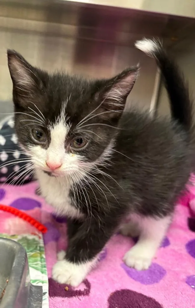 A baby medium-sized male Domestic Short Hair cat named Pokemon  Bulbasaur  for adoption in Greeneville, TN