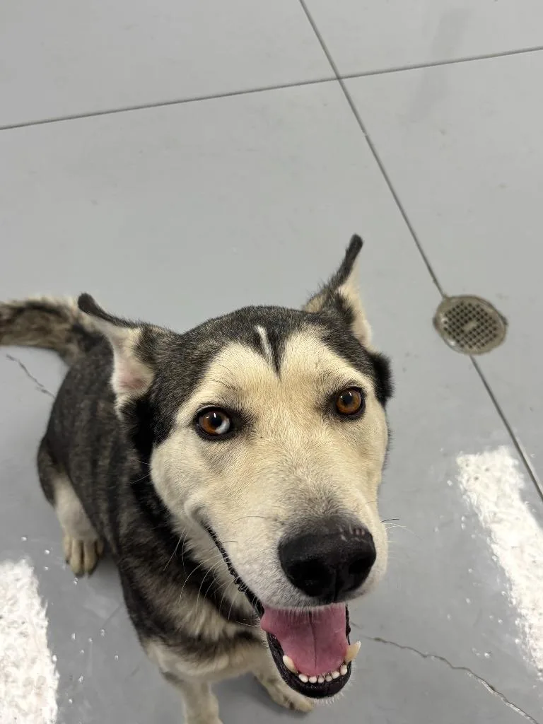 A young large-sized male Husky dog named Togo for adoption in McFarland, CA