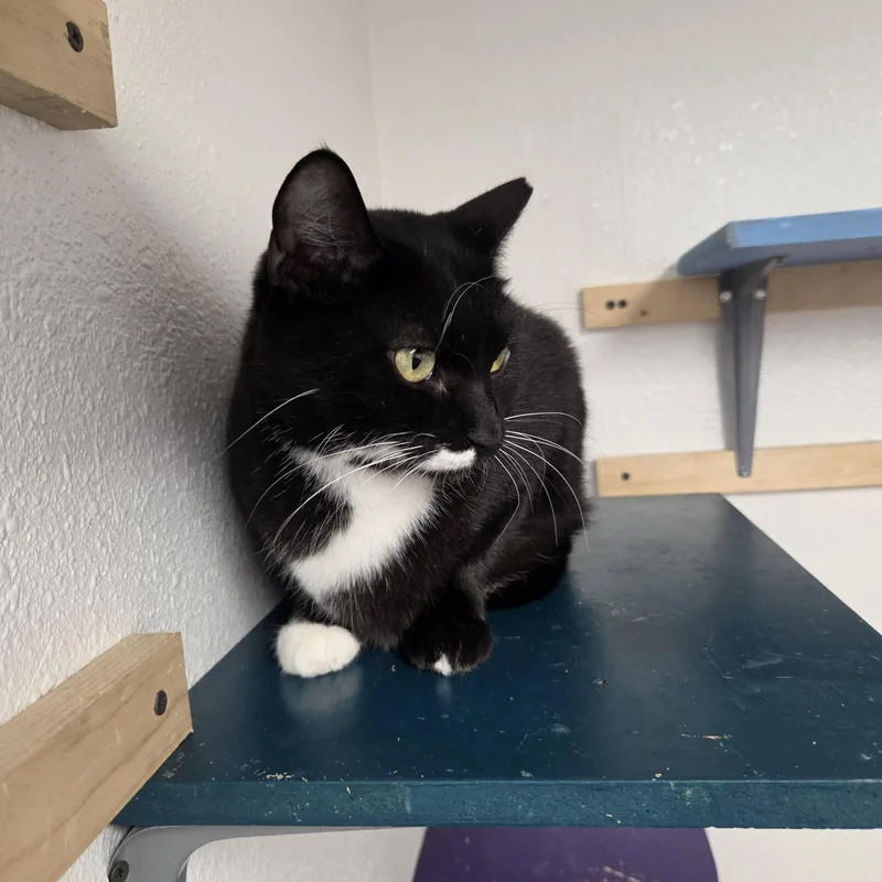 An adult medium-sized female Black & White / Tuxedo Domestic Short Hair cat named Ziggy for adoption in Yarnell, AZ