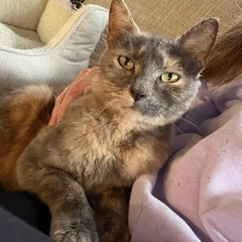 An adult small-sized female Gray / Blue / Silver Domestic Short Hair cat named Kiki for adoption in West Des Moines, IA