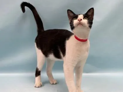 An adult small-sized female Domestic Short Hair cat named Molly for adoption in Coon Rapids, MN