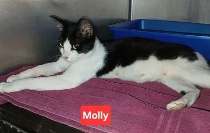 Molly thumbnail 2