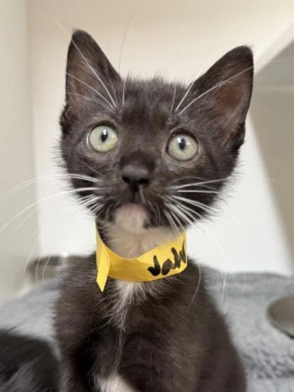 A baby small-sized male Domestic Short Hair cat named Vader for adoption in West Chester, PA
